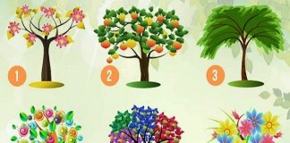 Escolha uma árvore e encontre as características dominantes de sua personalidade