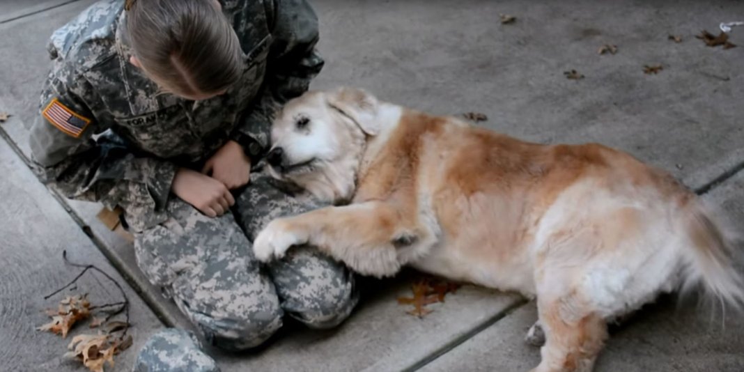 Este velho golden retrivier fez um grande esforço quando sua dona voltou do exercito!