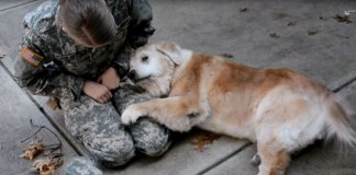 Este velho golden retrivier fez um grande esforço quando sua dona voltou do exercito!