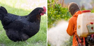 Na França, eles substituem os pesticidas por frangos. Eles comem os insetos, não poluem e salvam as frutas