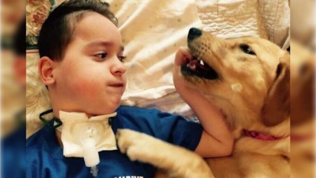Garoto com paralisia não conseguia mais sorrir, até que um cãozinho mudou sua vida