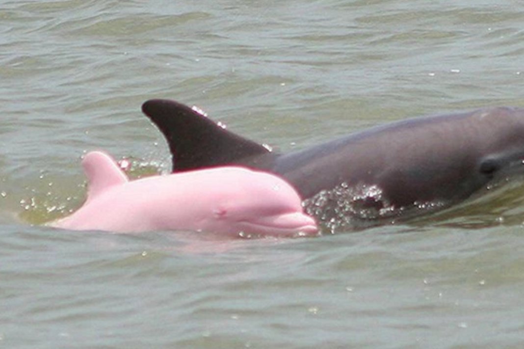 Nascimento de um golfinho rosa dá esperança a sua espécie