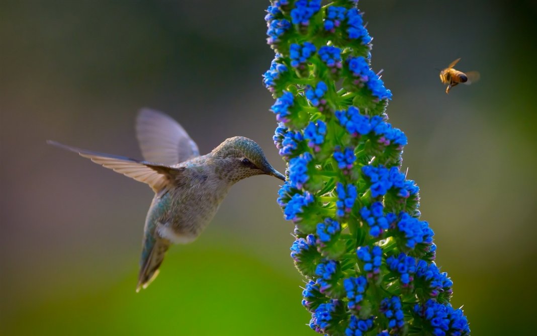 Estudo: Os pesticidas neonicotinóides que matam abelhas, estão prejudicando os beija-flores também