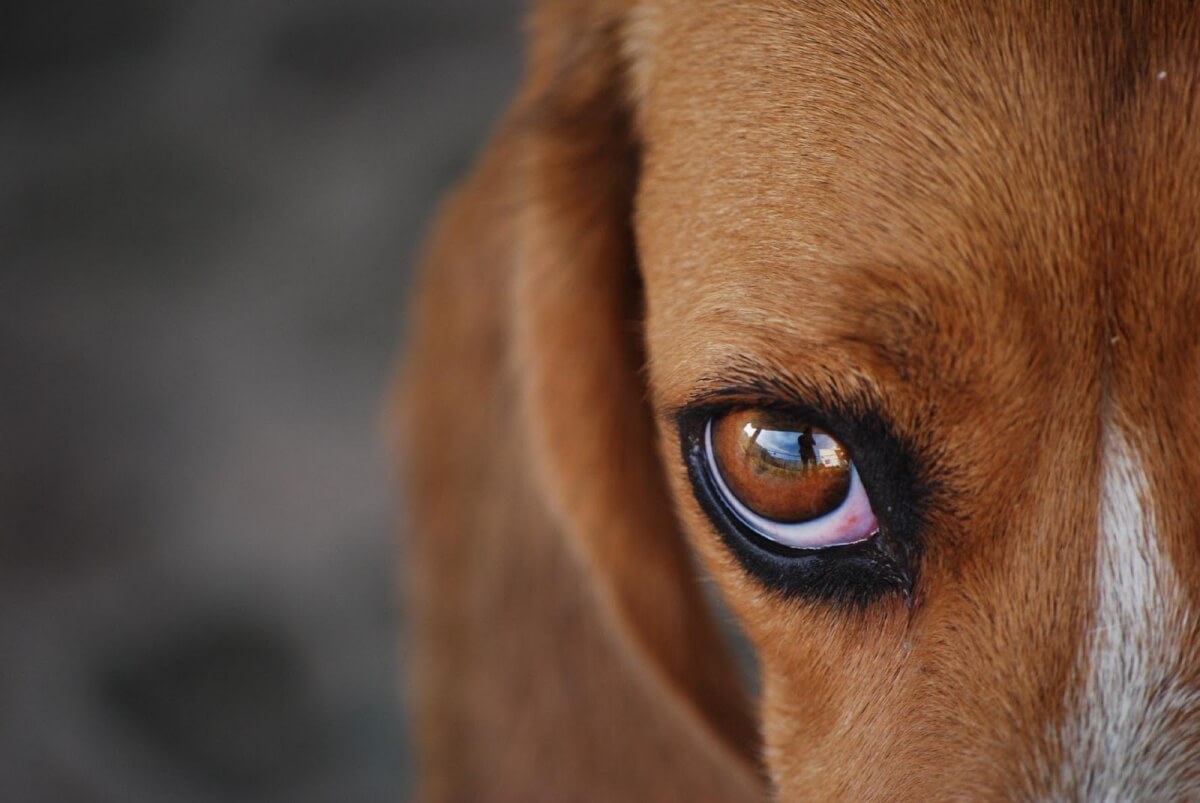 sabervivermais.com - Segundo estudo, cães desenvolveram músculo nos olhos para poder se comunicar com humanos