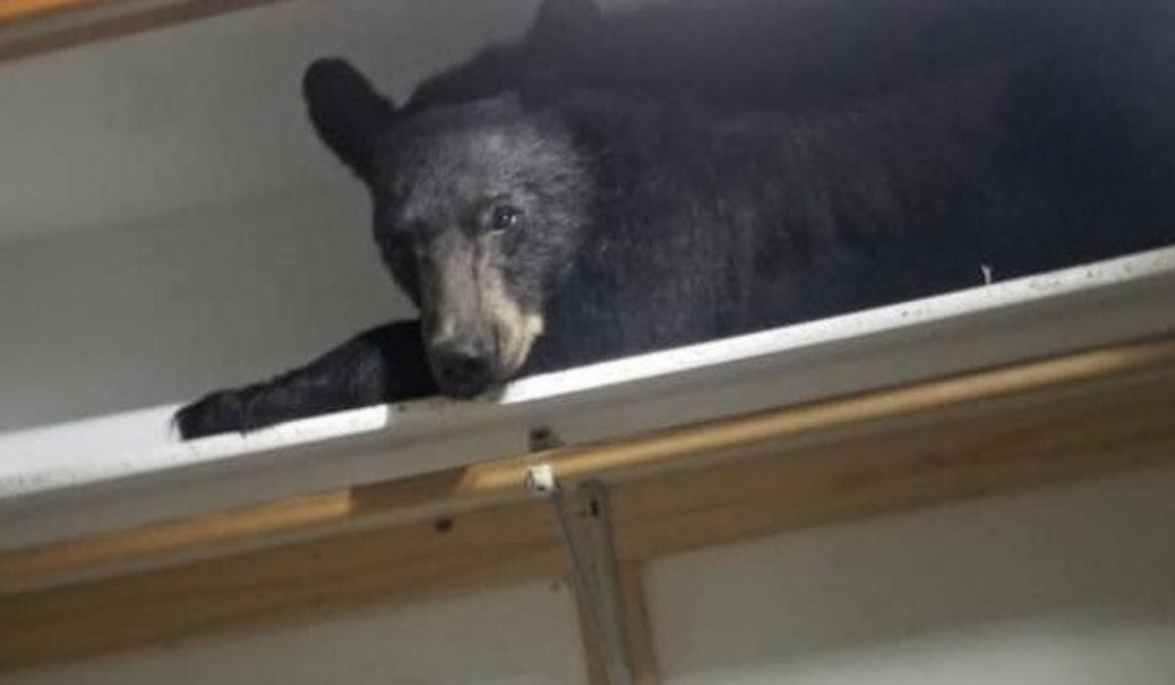 Donos de casa levam maior susto ao encontrar urso dormindo dentro do armário nos EUA