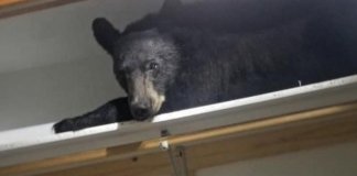 Donos de casa levam maior susto ao encontrar urso dormindo dentro do armário nos EUA