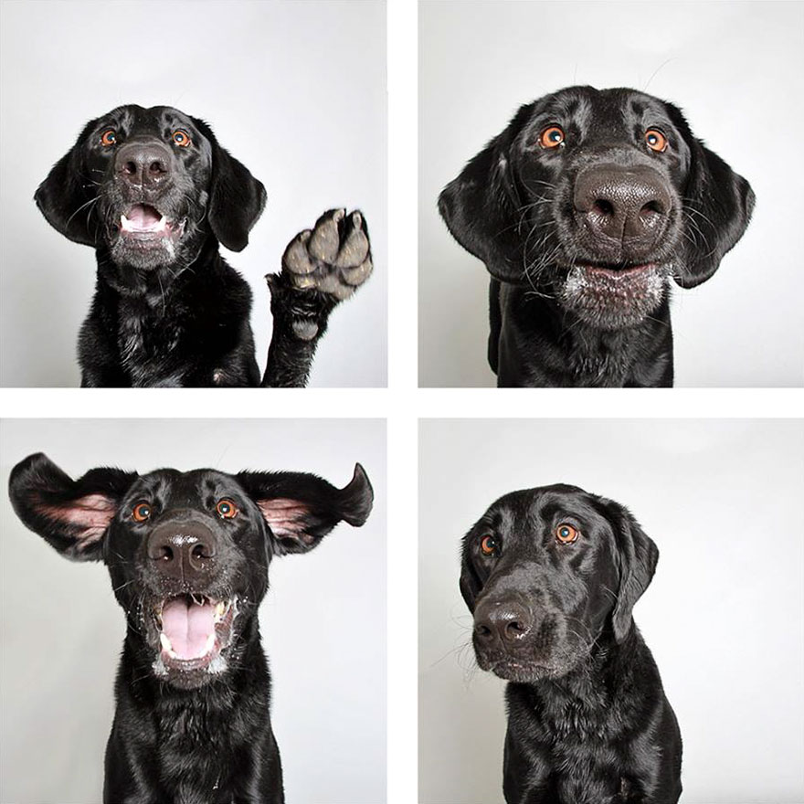 sabervivermais.com - Um ensaio fotográfico fofo é feito por abrigo para ajudar cãezinhos encontrarem um novo lar