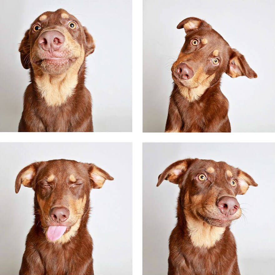 sabervivermais.com - Um ensaio fotográfico fofo é feito por abrigo para ajudar cãezinhos encontrarem um novo lar