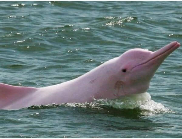 sabervivermais.com - Nascimento de um golfinho rosa dá esperança a sua espécie