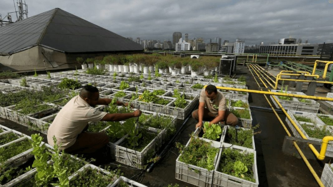 Shopping em SP cria horta com o uso de resíduos da praça de alimentação