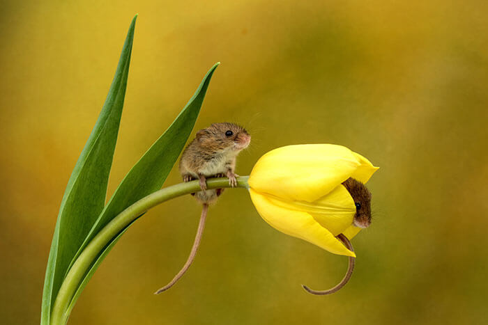 sabervivermais.com - Fotógrafo consegue capturar imagens lindas de ratinhos no meio de tupipas