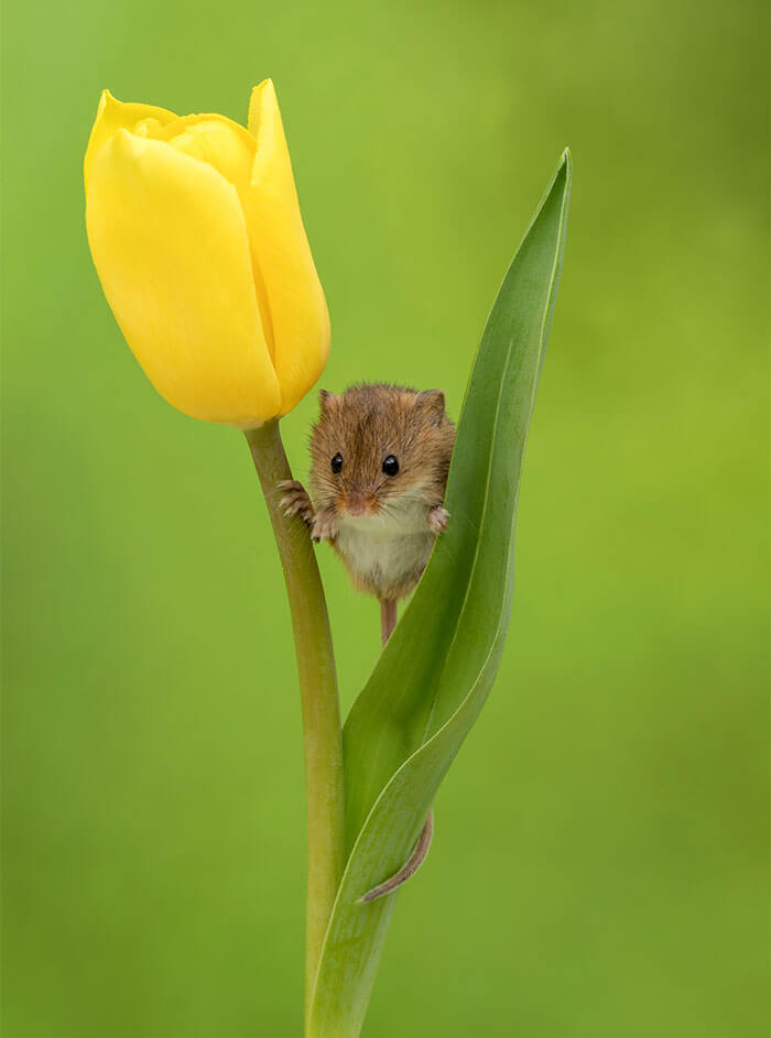 sabervivermais.com - Fotógrafo consegue capturar imagens lindas de ratinhos no meio de tupipas