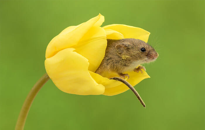 sabervivermais.com - Fotógrafo consegue capturar imagens lindas de ratinhos no meio de tupipas