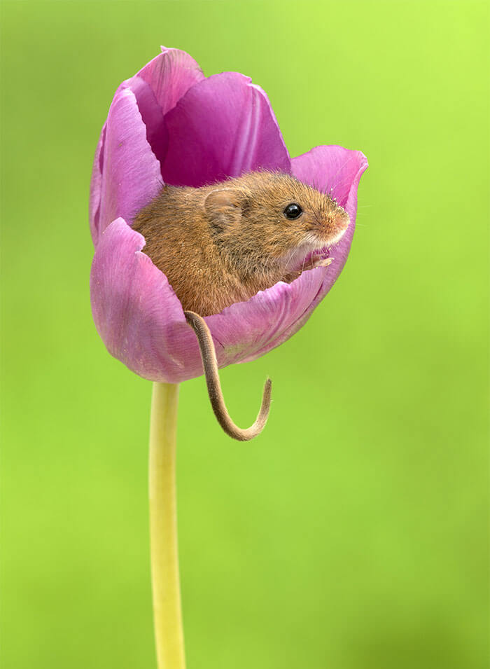 sabervivermais.com - Fotógrafo consegue capturar imagens lindas de ratinhos no meio de tupipas