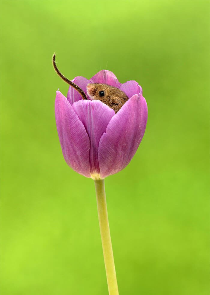 sabervivermais.com - Fotógrafo consegue capturar imagens lindas de ratinhos no meio de tupipas