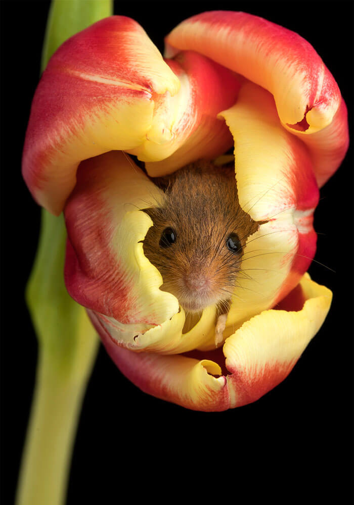 sabervivermais.com - Fotógrafo consegue capturar imagens lindas de ratinhos no meio de tupipas