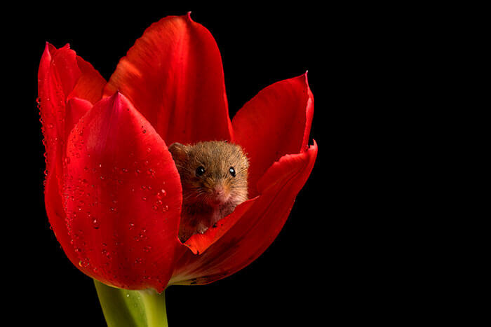 sabervivermais.com - Fotógrafo consegue capturar imagens lindas de ratinhos no meio de tupipas