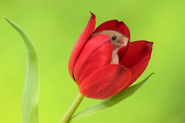 sabervivermais.com - Fotógrafo consegue capturar imagens lindas de ratinhos no meio de tupipas