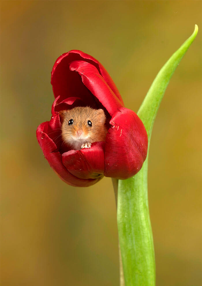 sabervivermais.com - Fotógrafo consegue capturar imagens lindas de ratinhos no meio de tupipas