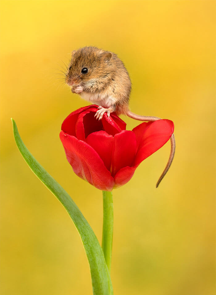 sabervivermais.com - Fotógrafo consegue capturar imagens lindas de ratinhos no meio de tupipas