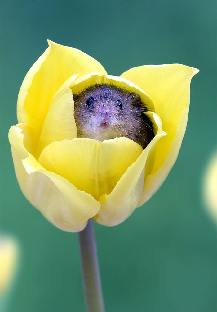 sabervivermais.com - Fotógrafo consegue capturar imagens lindas de ratinhos no meio de tupipas