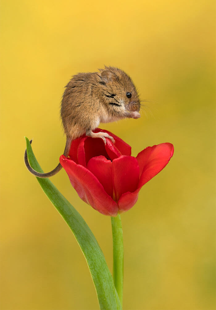 sabervivermais.com - Fotógrafo consegue capturar imagens lindas de ratinhos no meio de tupipas