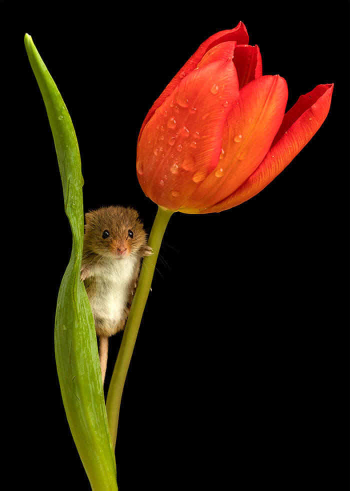 sabervivermais.com - Fotógrafo consegue capturar imagens lindas de ratinhos no meio de tupipas