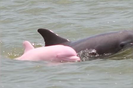 sabervivermais.com - Nascimento de um golfinho rosa dá esperança a sua espécie