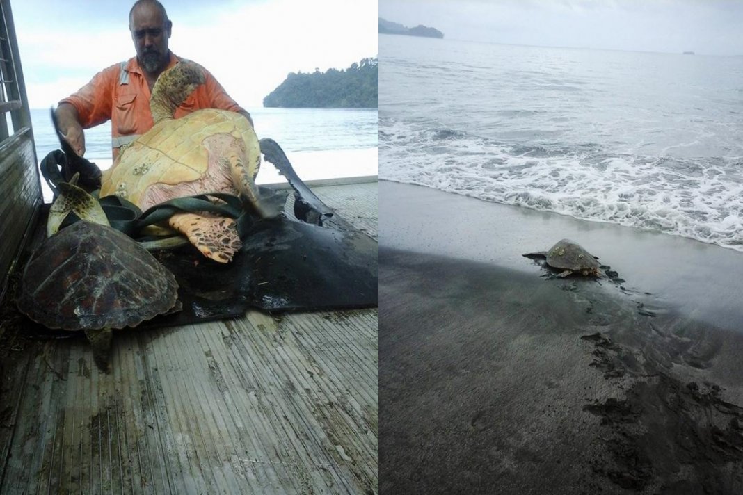 Homem compra tartarugas em mercado e as leva de volta para o mar