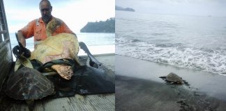 Homem compra tartarugas em mercado e as leva de volta para o mar