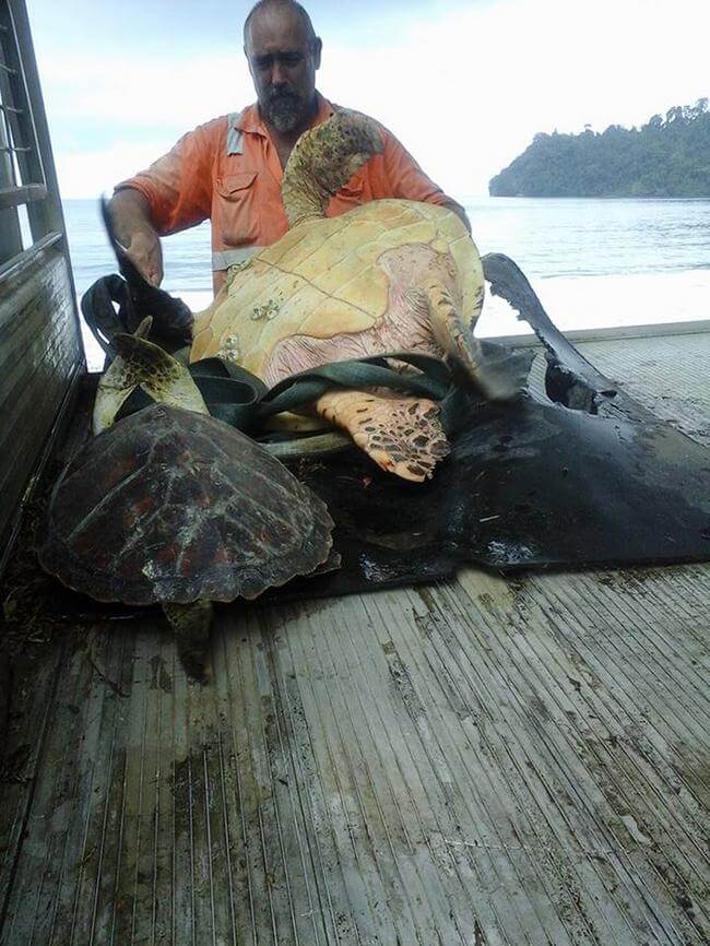 sabervivermais.com - Homem compra tartarugas em mercado e as leva de volta para o mar