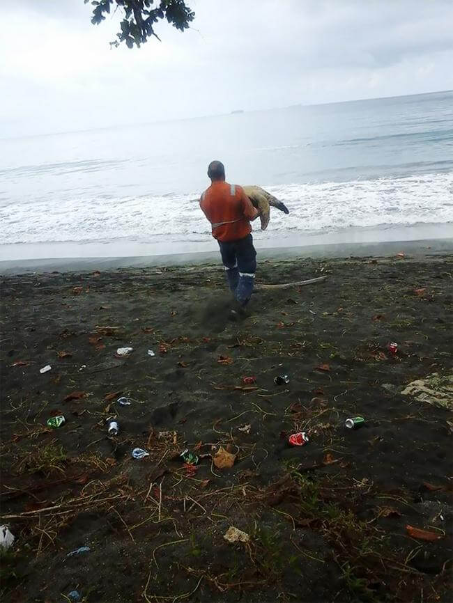 sabervivermais.com - Homem compra tartarugas em mercado e as leva de volta para o mar