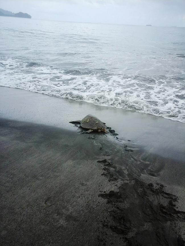 sabervivermais.com - Homem compra tartarugas em mercado e as leva de volta para o mar