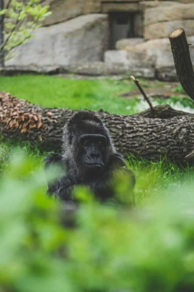 sabervivermais.com - O ser humano já eliminou 83% dos mamíferos selvagens e metade das plantas do planeta