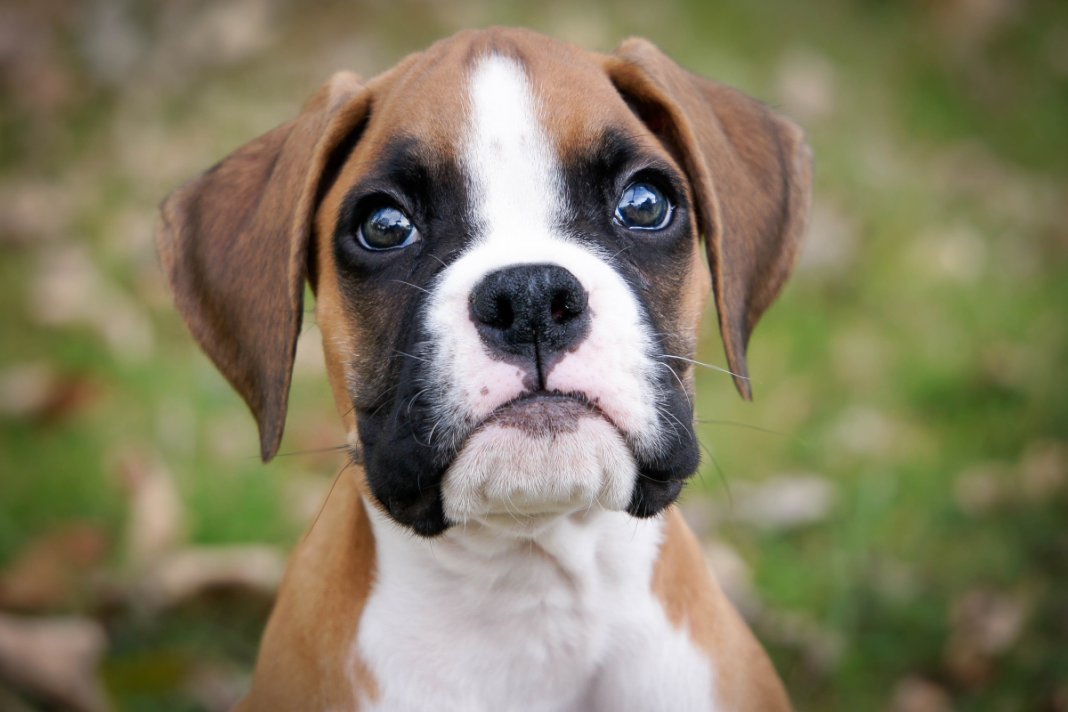 Segundo estudo, cães desenvolveram músculo nos olhos para poder se comunicar com humanos