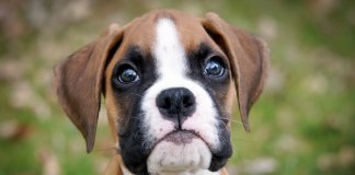 Segundo estudo, cães desenvolveram músculo nos olhos para poder se comunicar com humanos