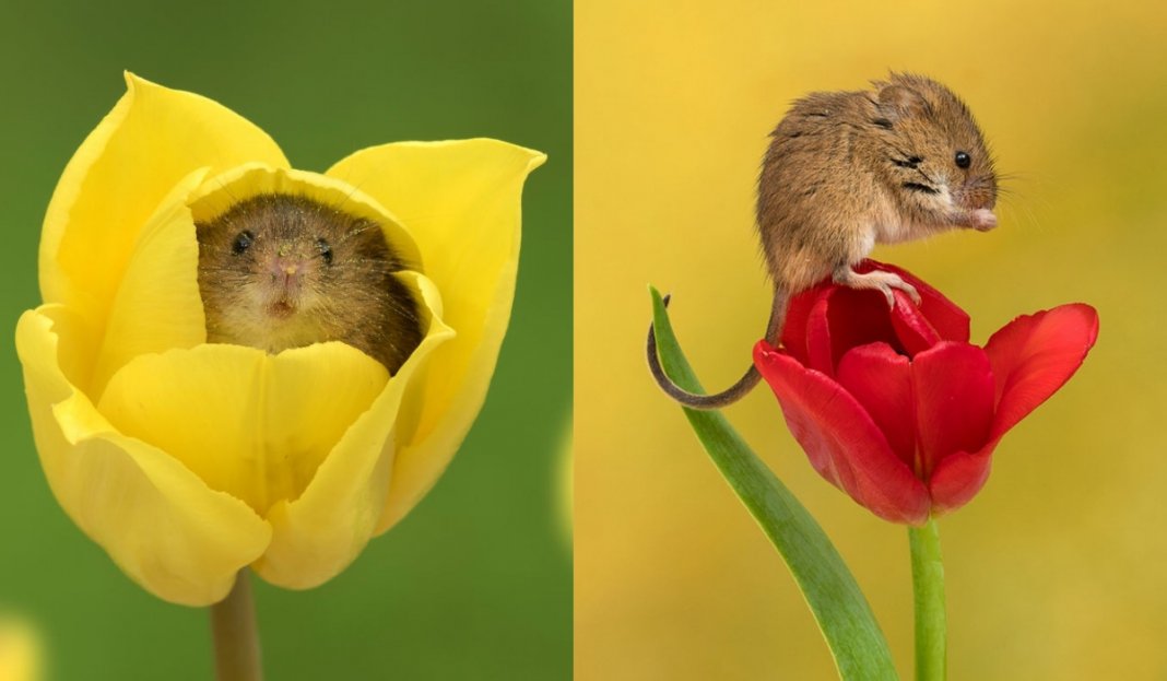 Fotógrafo consegue capturar imagens lindas de ratinhos no meio de tupipas