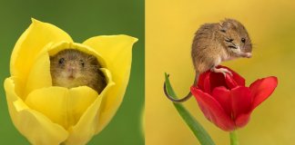 Fotógrafo consegue capturar imagens lindas de ratinhos no meio de tupipas