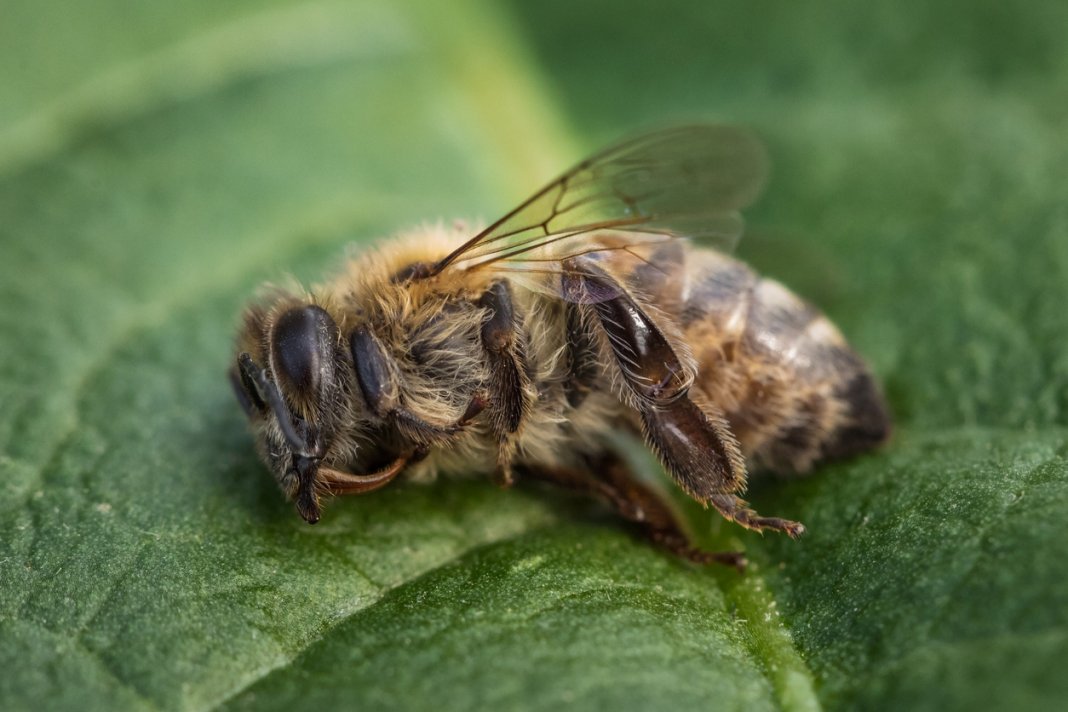 Primeiro país a proibir todos os cinco pesticidas que causam a morte das abelhas, França dá exemplo!