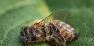 Primeiro país a proibir todos os cinco pesticidas que causam a morte das abelhas, França dá exemplo!