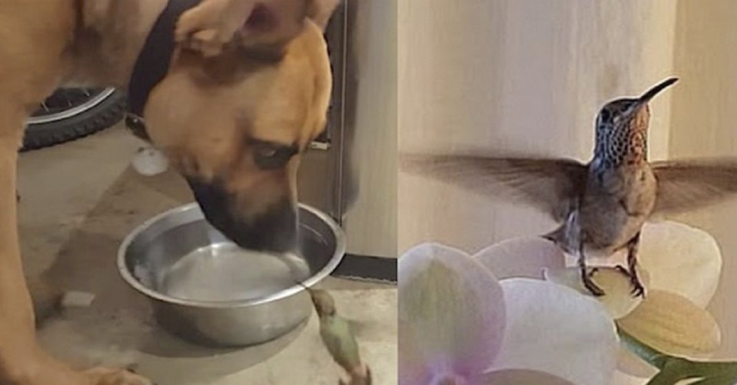 Beija-flor se nega a abandonar cãozinho que salvou sua vida