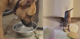 Beija-flor se nega a abandonar cãozinho que salvou sua vida