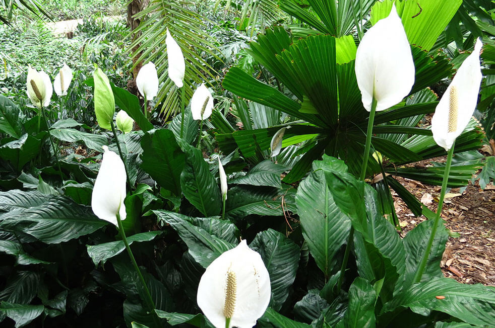 sabervivermais.com - Se você tiver uma destas 5 plantas em casa, você pode ter um tesouro e não sabe!