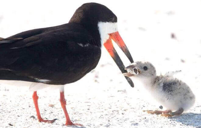 sabervivermais.com - Fotógrafa registra ave alimentando filhote com cigarro