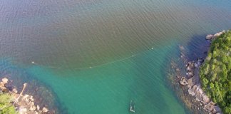 Com um potencial tóxico, Maré vermelha traz microalga incomun para o litoral de SP