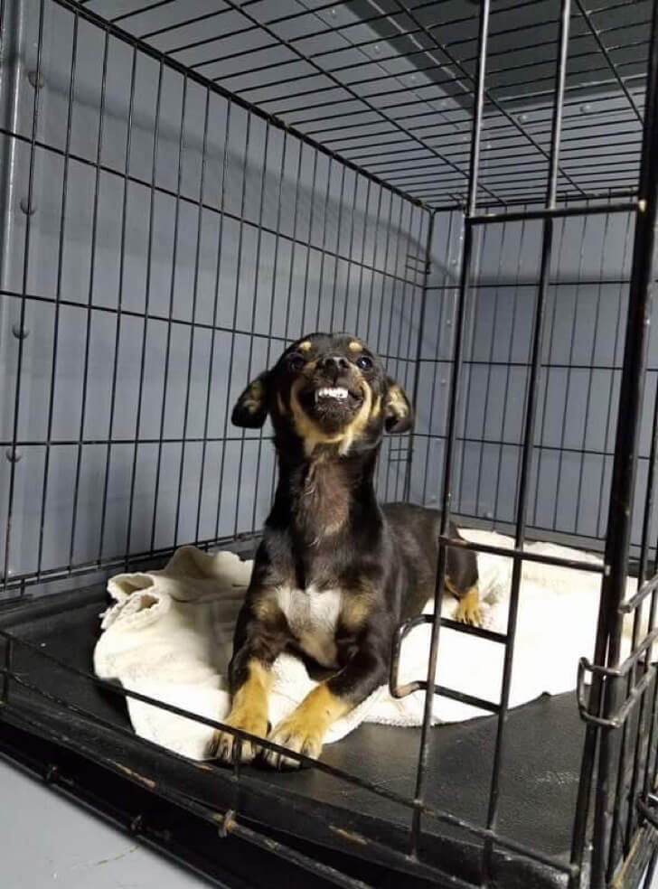sabervivermais.com - Chihuahua encontrou uma casa graças ao seu sorriso bonito e único.Apaixonante!