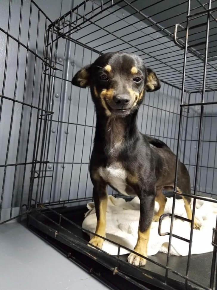 sabervivermais.com - Chihuahua encontrou uma casa graças ao seu sorriso bonito e único.Apaixonante!