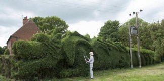 Idoso passou 13 anos transformando matagal em uma cerca viva no formato de um dragão