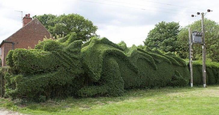 sabervivermais.com - Idoso passou 13 anos transformando matagal em uma cerca viva no formato de um dragão