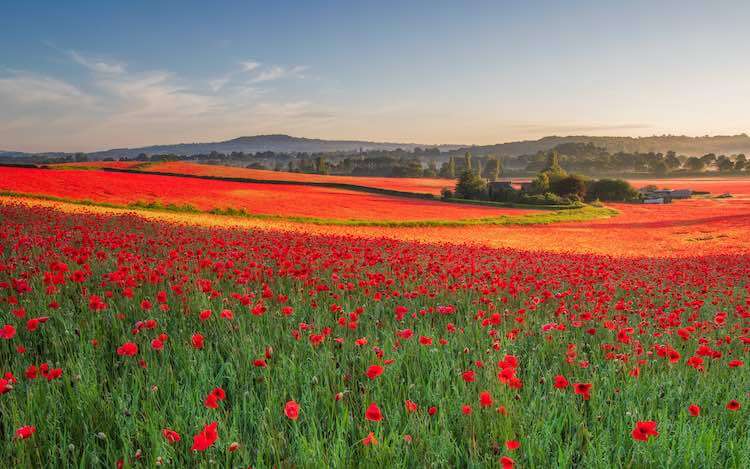 sabervivermais.com - Desabrochar de flores de papoula em anos rouba a cena em fazenda!